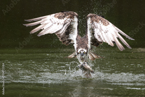 Osprey catching fish in water during hunting action