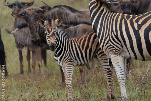Photography Baby Zebra and Wildebeest Looking at Camera