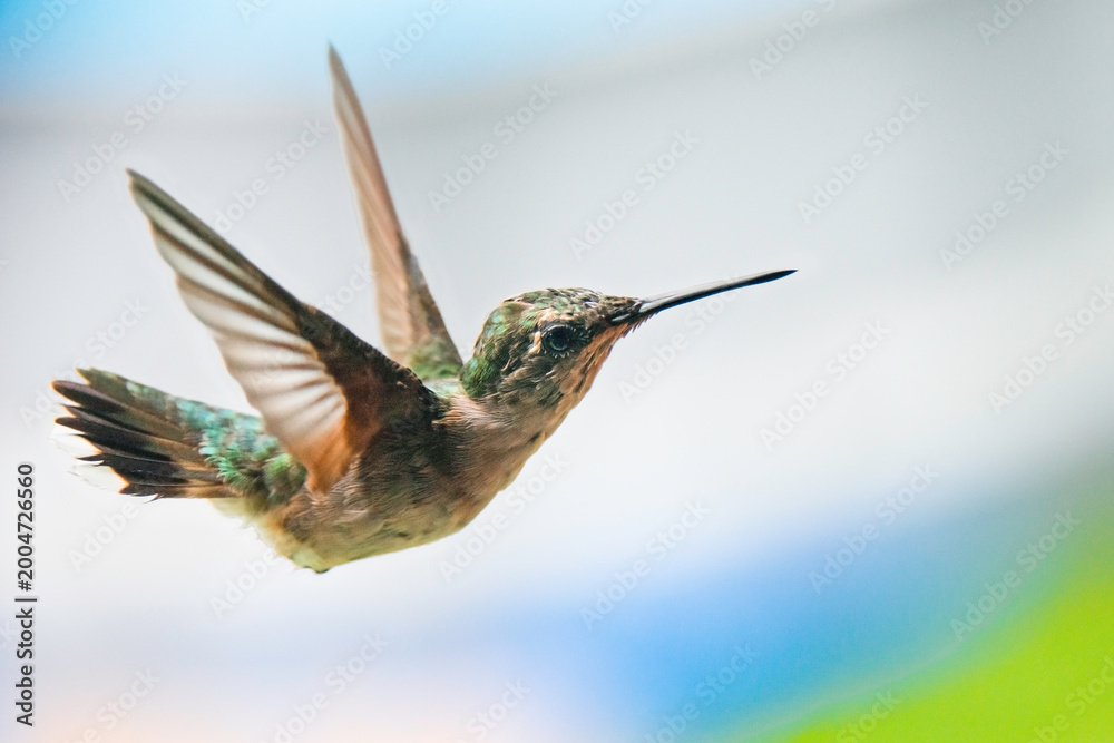 Fototapeta premium Humming bird in flight over a colorful backdrop in the United States during the daytime