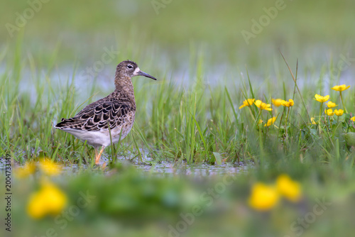 Quadro em tela Kampfläufer Calidris pugnax ruff