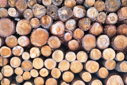 Tableau sur toile A dense pile of freshly cut timber logs showing intricate wood grain patterns