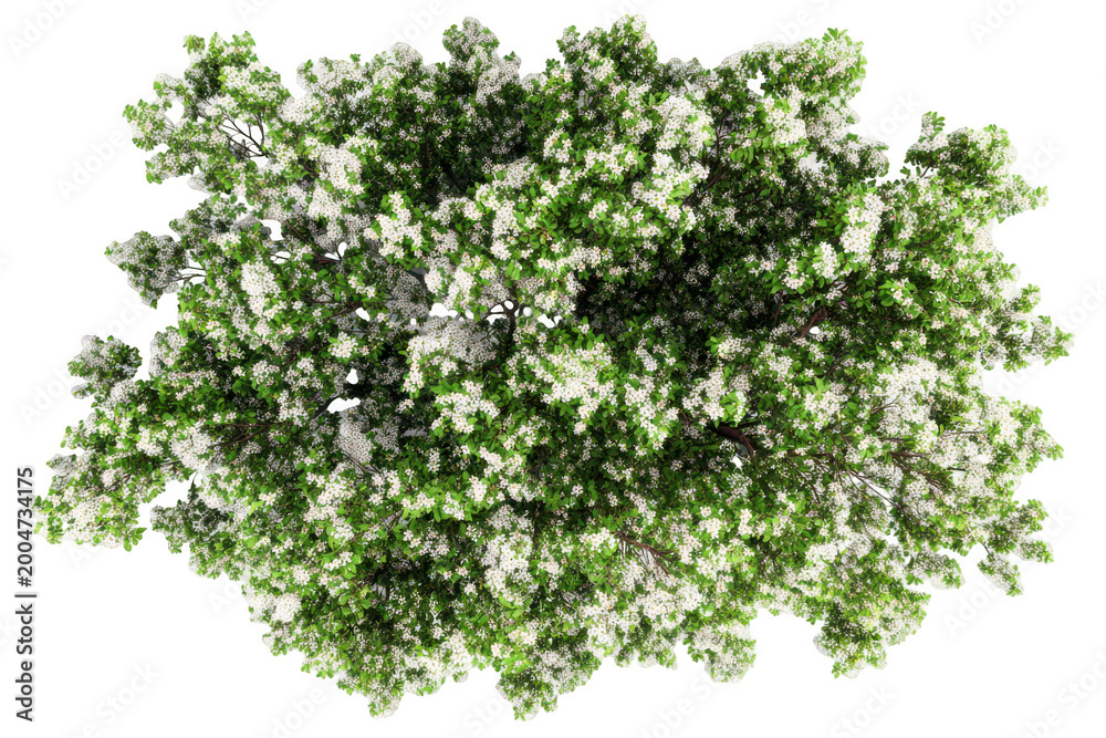 Obraz premium top down view of a blossoming tree with white flowers isolated on transparent background