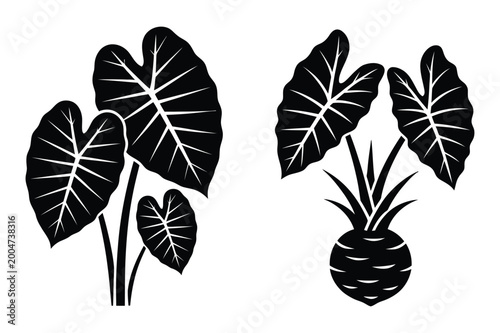 Tropical elephant ear and taro plant silhouettes vector illustration