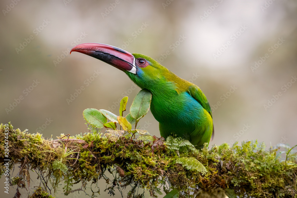 Fototapeta premium Crimson-rumped Toucanet Perched on Mossy Branch in Colombian Forest