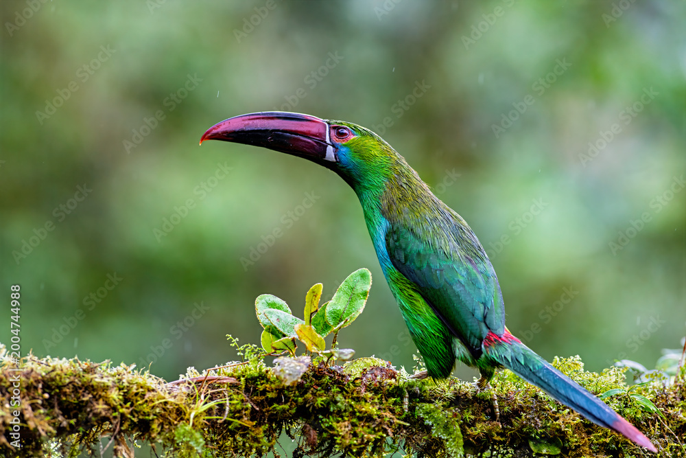 Fototapeta premium Crimson-rumped Toucanet Perched on Mossy Branch in Colombian Forest
