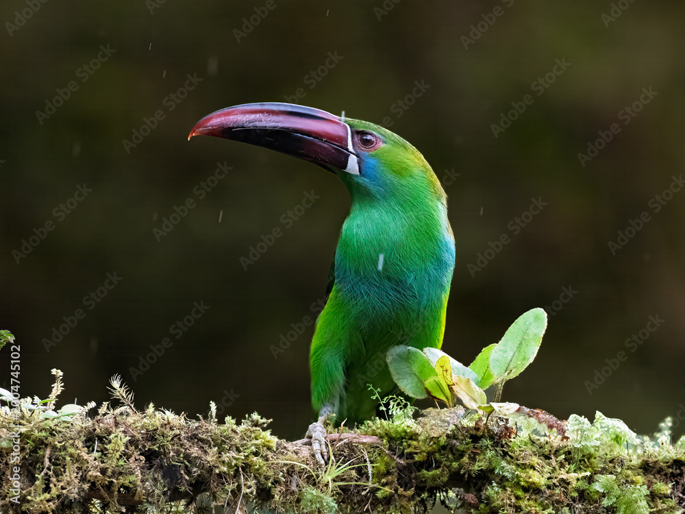 Fototapeta premium Crimson-rumped Toucanet Perched on Mossy Branch in Colombian Rainforest