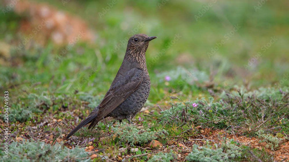 Obraz premium Blue Rock Thrush bird perching on grass