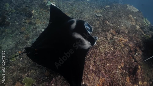 Graceful black Manta Ray glides through clear blue waters of Galapagos Islands, accompanied by lively remora fish, highlighting vibrant marine biodiversity and promoting conservation awareness