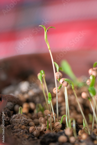 Coriander sprouts growing from seeds in soil. Macro shot of young cilantro seedlings emerging from ground showcasing organic gardening and sustainable agriculture concepts