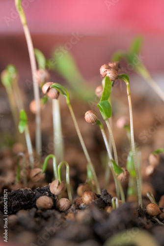 Coriander sprouts growing from seeds in soil. Macro shot of young cilantro seedlings emerging from ground showcasing organic gardening and sustainable agriculture concepts