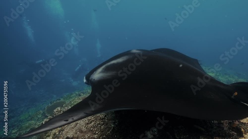 Graceful black Manta Ray glides through clear blue waters of Galapagos Islands, accompanied by lively remora fish, highlighting vibrant marine biodiversity and promoting conservation awareness