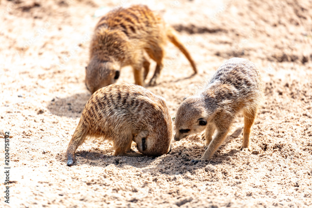 Fototapeta premium A group of Meerkats digging a hole in dirt while searching for food in the sunshine at a wildlife park in western Sydney in New South Wales, Australia