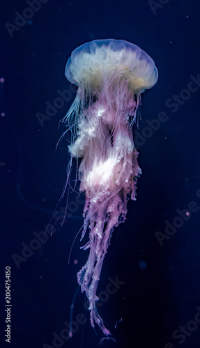Different large Jellyfish species in deep blue ocean water, underwater background, Pacific sea nettle, scyphozoan jellyfish