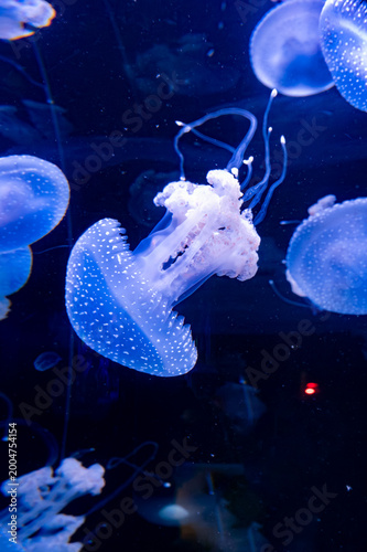 Different large Jellyfish species in deep blue ocean water, underwater background, Pacific sea nettle, scyphozoan jellyfish