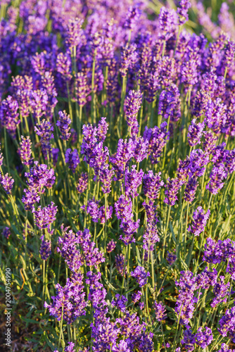 Close up, macro view of vibrant purple lavender flowers in soft evening sunlight. Golden light, delicate texture and fragrant essence of blooming plants in full summer. Natural background, lanscape