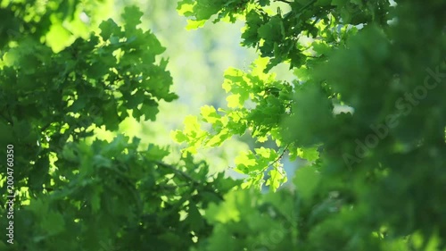 young green European oak foliage swaying, Quercus robur leaves, spring, summer season in park, forest with blurry bokeh, nature protection, concept Severe Weather, Forest background for designer