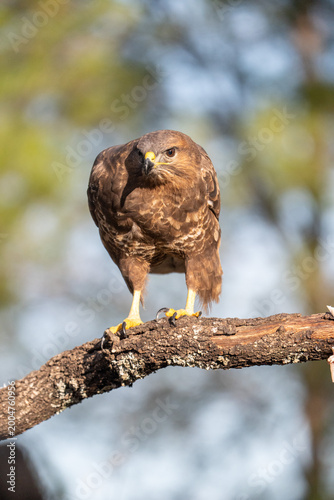 Foto Common buzzard (Buteo buteo) photographed in Spain