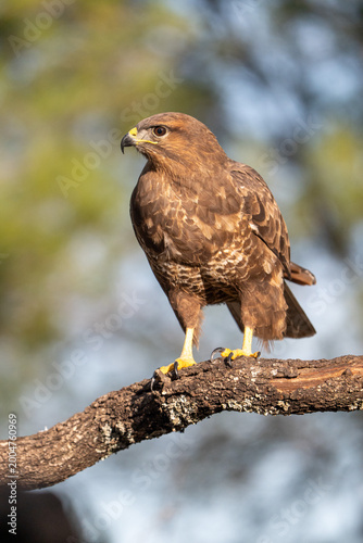 Foto Common buzzard (Buteo buteo) photographed in Spain