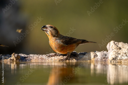 Common Crossbill (Loxia curvirostra) photographed in Spain