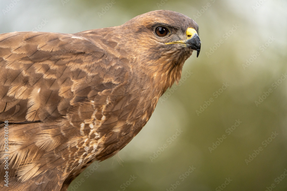 Obraz premium Common buzzard (Buteo buteo) photographed in Spain