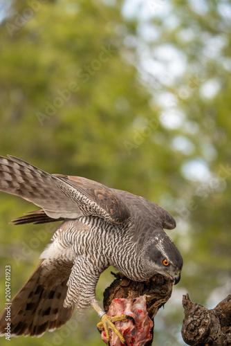 Common goshawk (Accipiter gentilis) photographed in Spain