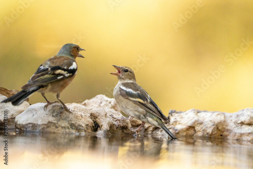 Chaffinch (Fringilla coelebs) photographed in Spain
