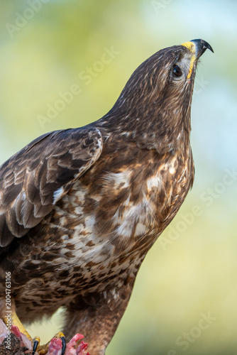 Common buzzard (Buteo buteo) photographed in Spain