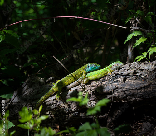 Pair of European Green Lizards (Lacerta viridis) engaging in courtship behavior on a log in the forest
