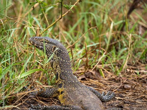 Foto A monitor lizard with striped tail and rough skin is seen moving across a dirt path near grass and natural vegetation in a tropical environment