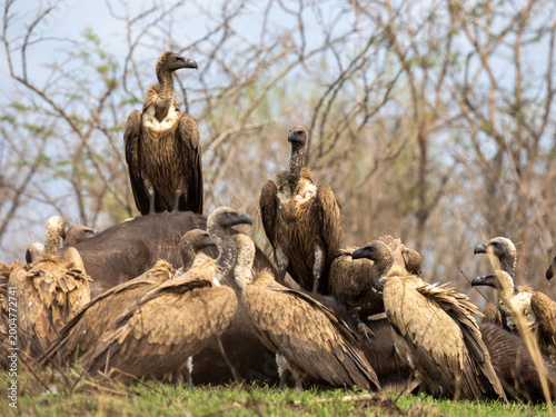 Group of vultures gathered on the ground in dry African savanna during wildlife safari in natural habitat