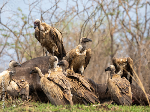 Group of vultures gathered on the ground in dry African savanna during wildlife safari in natural habitat