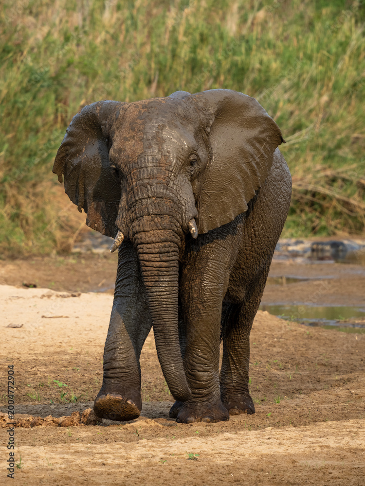 Fototapeta premium Close-up of an African elephant standing in tall grass with large ears and visible tusks, wildlife photography in natural outdoor habitat. 