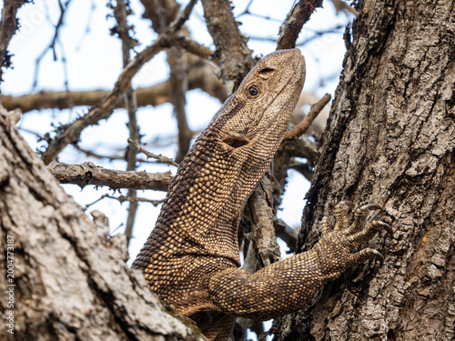 Foto Large monitor lizard moving across dry ground and grass in its natural habitat, wildlife scene with reptile in outdoor environment