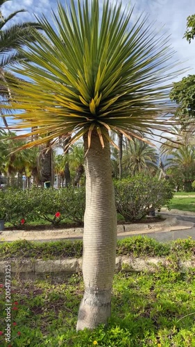 Dracaena draco or Dragon tree in the park of Tenerife,Canary Islands,Spain,4K vertical video.