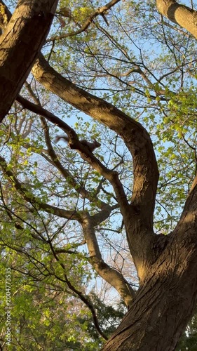 A Hokkaido squirrel swiftly moves across a tree in the morning sun