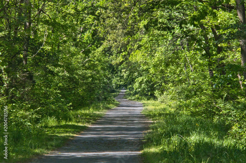 фотографія Springtime landscape view of the Tunnel Hill State Trail passing through a lush green forest, near Vienna, Illinois