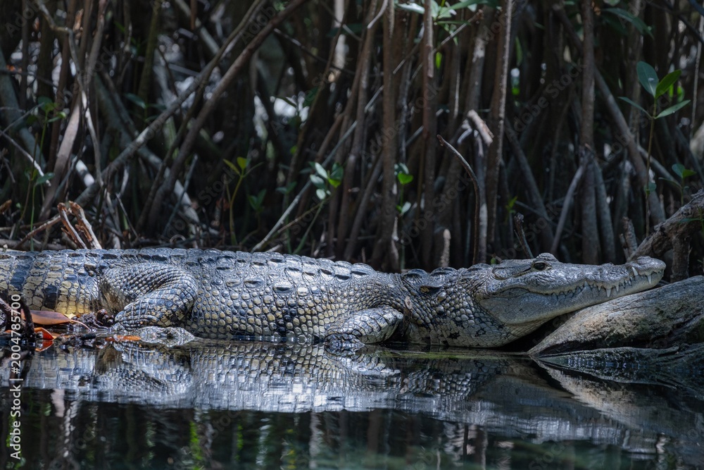 Fototapeta premium Cocodrilo tomando el sol denttro de un manglar
