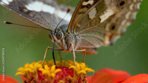 Extreme close up of a butterfly drinking nectar from a vibrant red flower