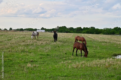 Horses