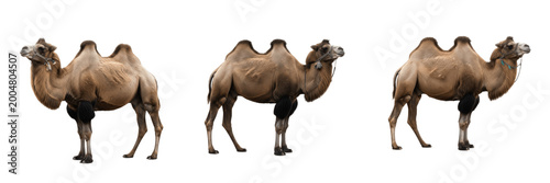 Photos Set of Brown Dromedary Camel Standing Isolated on White Background, PNG