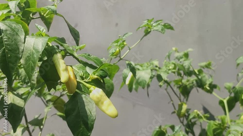 Close-up footage of fresh chili plants growing naturally with sunlight and soft shadows, capturing organic detail and vibrant green tones, ideal for nature and agriculture visuals.