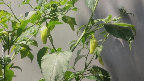 Close-up footage of fresh chili plants growing naturally with sunlight and soft shadows, capturing organic detail and vibrant green tones, ideal for nature and agriculture visuals.