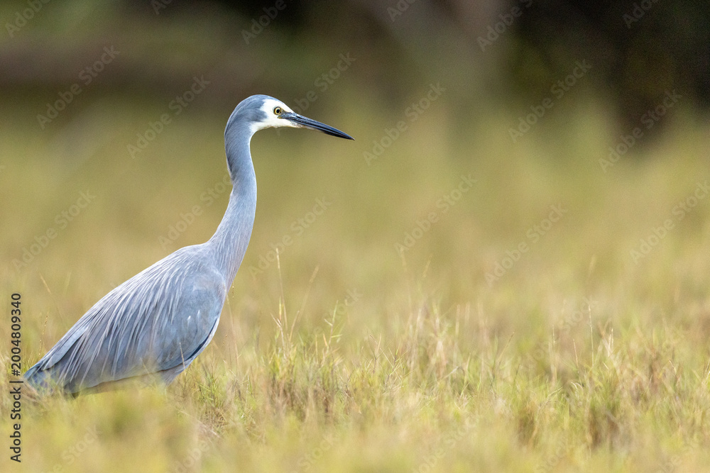 Fototapeta premium White faced heron standing in grassy field looking for food
