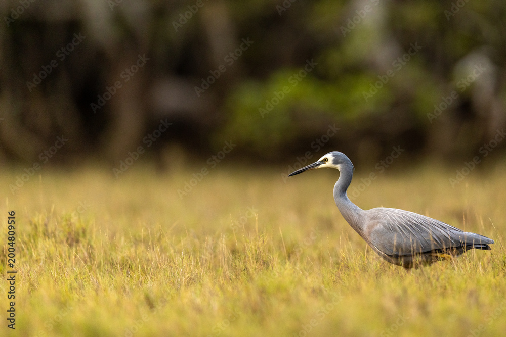 Fototapeta premium A White faced Heron Portrait Standing in Grassland Environment Fauna