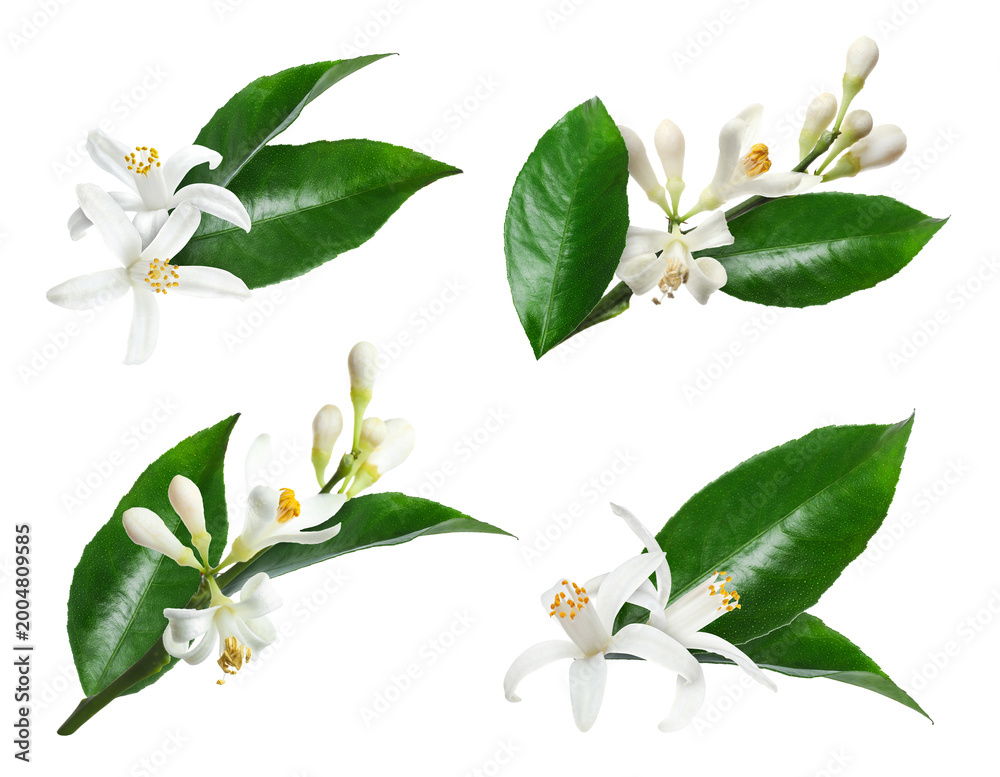 Fototapeta premium Citrus flowers and green leaves on white background, collage