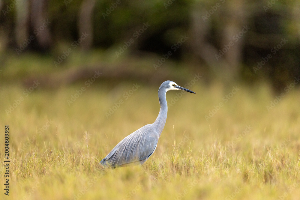 Fototapeta premium White Faced Heron in Grasslands Australia Beautiful Bird Portrait