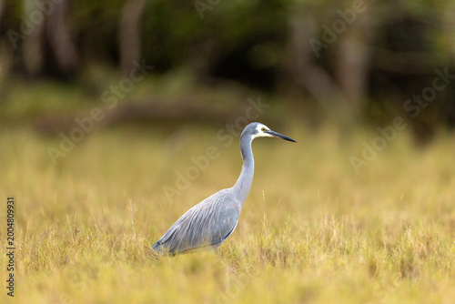 Photos White Faced Heron in Grasslands Australia Beautiful Bird Portrait