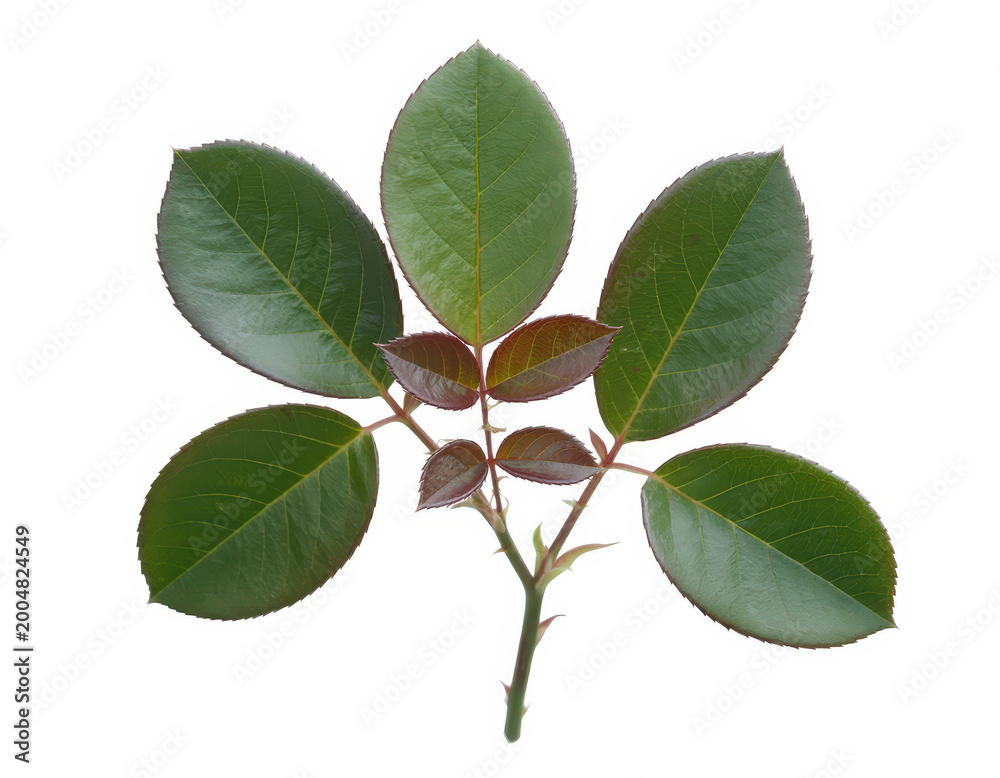 Naklejka premium Green rose leaf branch with small new leaves isolated on a plain white background, close up