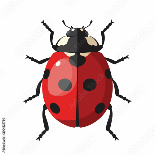 Red Ladybug Insect with Black Spots.