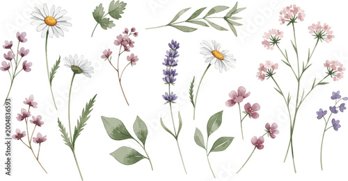 Vector illustration of purple lavender flowers and botanical wildflowers with green leaves and stems isolated on a white background for a beautiful spring floral nature bloom